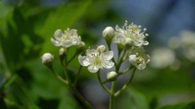 Baharda Vahşi Servis Ağacı, çiçek açıyor (Sorbus torminalis)
