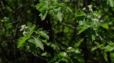 Baharda Vahşi Servis Ağacı, çiçek açıyor (Sorbus torminalis)