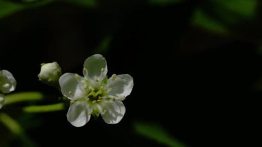 Baharda Vahşi Servis Ağacı, çiçek açıyor (Sorbus torminalis)
