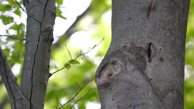 (Sitta Europaea) Ağaç, rüzgar (Sitta Europaea))