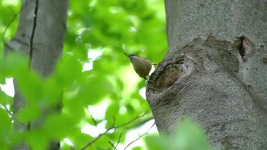 Ağaca, rüzgara (Sitta Europaea) yuva yapan Avrasyalı Nuthatch)
