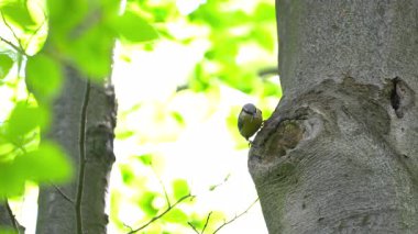 Avrasyalı Erkek, kuluçka döneminde yuvada dişiyi besler (Sitta Europaea)