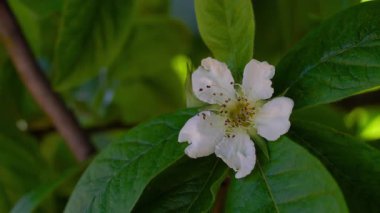 Çiçek açan Medlar, hafif esinti, bahar (Mespilus germanica)