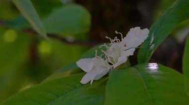 Çiçek açan Medlar, hafif esinti, bahar (Mespilus germanica)