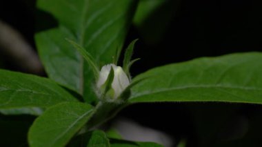 Çiçek açan Medlar, hafif esinti, bahar (Mespilus germanica)