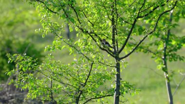 Avrasyalı Jay ağaçtan izliyor (Garrulus glandarius