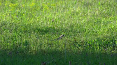 Avrasyalı Jay çimlerde yiyecek arıyor (Garrulus glandarius)