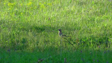 Avrasyalı Jay çimlere bakıyor (Garrulus glandarius)