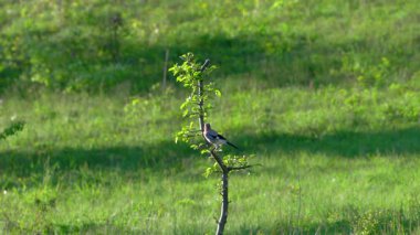 Avrasyalı Jay ağaçtan izliyor (Garrulus glandarius)