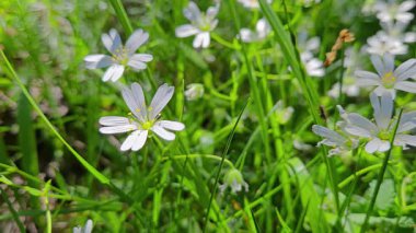 Hafif esintide daha büyük ilmek otu, bahar (Stellaria holostea)