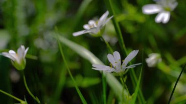 Hafif esintide daha büyük ilmek otu, bahar (Stellaria holostea)