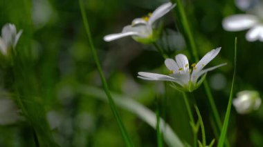 Hafif esintide daha büyük ilmek otu, bahar (Stellaria holostea)