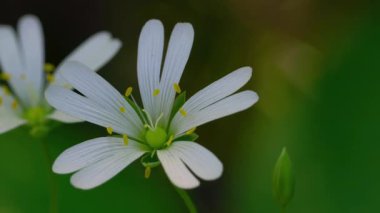 Hafif esintide daha büyük ilmek otu, bahar (Stellaria holostea)