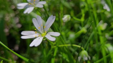 Hafif esintide daha büyük ilmek otu, bahar (Stellaria holostea)