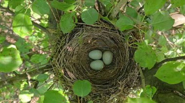 Ağaçta yumurtaları olan Karatavuk Yuvası (Turdus merula)