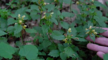 Doğal ortamda Altın Ölü Nettle, bahar (Lamium galeobdolon)