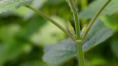 Doğal ortamda Altın Ölü Nettle, bahar, gövde ve tomurcuklar (Lamium galeobdolon)