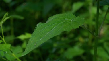Golden Dead Nettle in natural ambient, spring, leaves (Lamium galeobdolon)