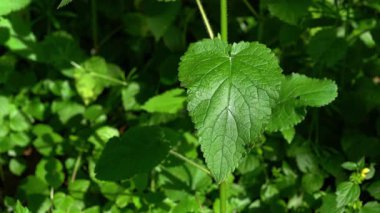 Golden Dead Nettle in natural ambient, spring, leaves (Lamium galeobdolon)