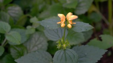 Golden Dead Nettle in natural ambient, spring, flowering (Lamium galeobdolon)