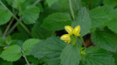 Golden Dead Nettle in natural ambient, spring, flowering (Lamium galeobdolon)