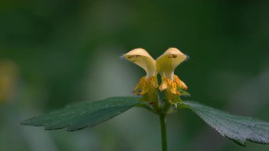 Golden Dead Nettle in natural ambient, spring, flowering (Lamium galeobdolon)