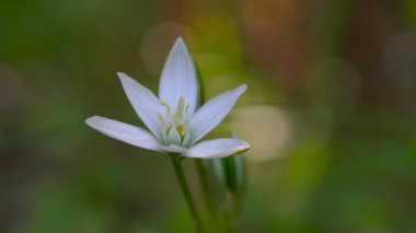 Doğal ortamda Beytüllahim Yıldızı (Ornithogalum umbellatum)