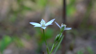 Doğal ortamda Beytüllahim Yıldızı (Ornithogalum umbellatum)