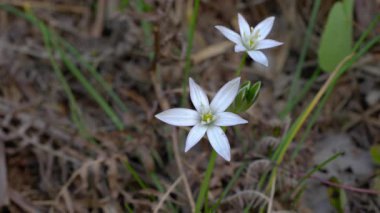 Doğal ortamda Beytüllahim Yıldızı (Ornithogalum umbellatum)
