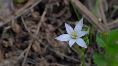 Doğal ortamda Beytüllahim Yıldızı (Ornithogalum umbellatum)