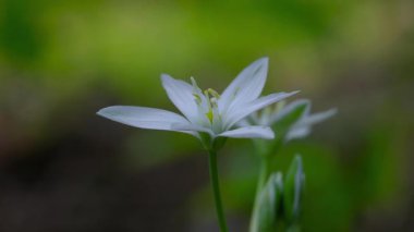 Doğal ortamda Beytüllahim Yıldızı (Ornithogalum umbellatum)