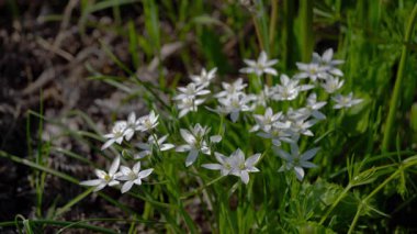 Doğal ortamda Beytüllahim Yıldızı (Ornithogalum umbellatum)