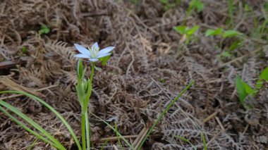 Doğal ortamda Beytüllahim Yıldızı (Ornithogalum umbellatum)