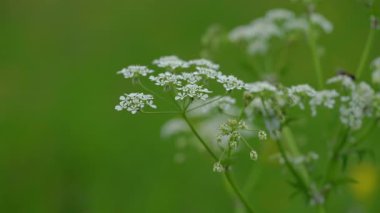 Doğal ortamda inek maydanozu, çiçekler (Anthriscus sylvestris)