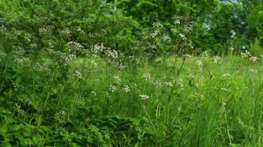 Doğal ortamda inek maydanozu, çiçekler (Anthriscus sylvestris)