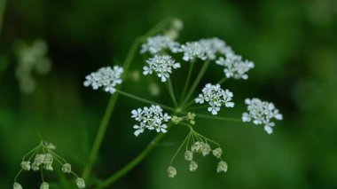 Doğal ortamda inek maydanozu, çiçekler (Anthriscus sylvestris)