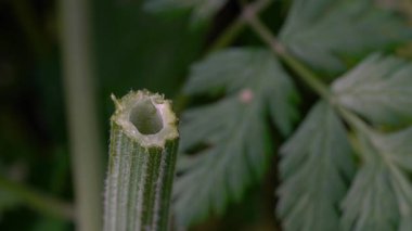 Doğal ortamda inek maydanozu, kök kesiti (Anthriscus sylvestris)