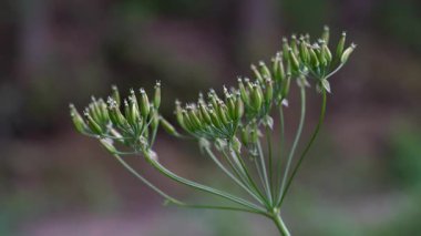 Doğal ortamda inek maydanozu, tohumlar (Anthriscus sylvestris)