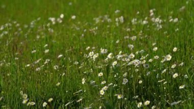 Oxeye Daisy hafif esintide (Bellis perennis)
