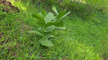 Sahte Helleborine in natural ambient, protoveratrin (Veratrum albümü)