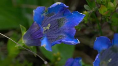 Doğal ortamda köksüz Gentian, nadir bulunan bitki (Gentiana acaulis)