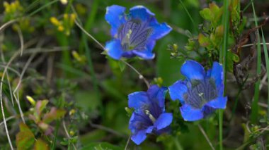 (Gentiana acaulis) Gentiana (Gentiana acaulis))