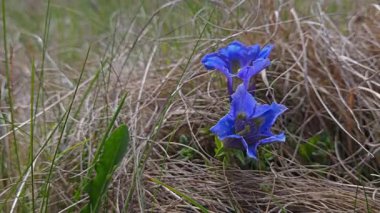 Doğal ortamdaki köksüz Gentyalılar, Avrupa (Gentiana acaulis))