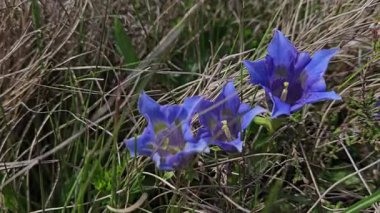(Gentiana acaulis, doğal ortam, yakın plan (Gentiana acaulis)