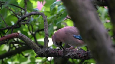 Avrasyalı Jay ağaçta yemek yer (Garrulus glandarius)