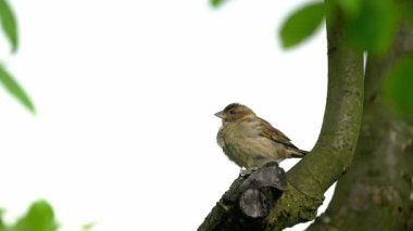 Serçe bir ağaçtan izliyor (Passer domesticus)