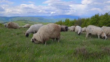 Koyunlar baharda, dağda otlar.