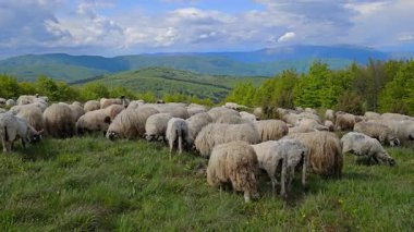 Koyunlar baharda, dağda otlar.
