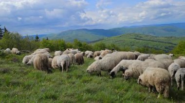 Koyunlar baharda, dağda otlar.