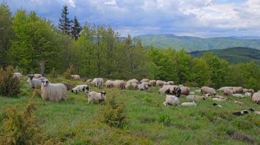 Koyunlar baharda, dağda otlar. 